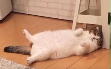 ドラえもんのような ねこ こっちが本物や Me Barber ドラえもんのような ねこ こっちが本物や Me Barber