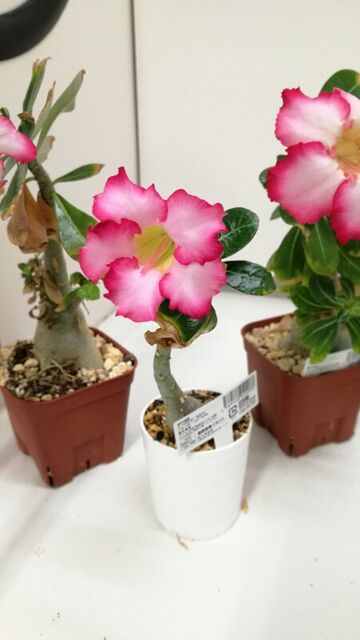 アデニウムの花って何色だったら 当たり なの グリーンらいふまとめ アデニウムの花って何色だったら 当たり なの グリーンらいふまとめ