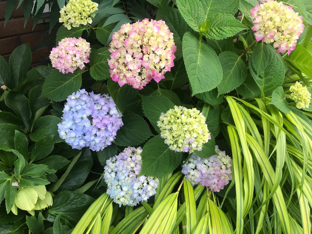 今年は何色にしようかな 紫陽花の花色は自由自在 グリーンらいふまとめ