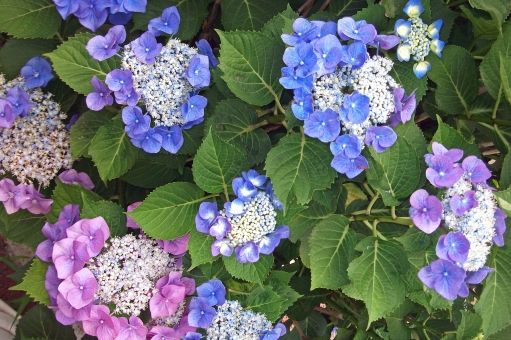 今年は何色にしようかな 紫陽花の花色は自由自在 グリーンらいふまとめ 今年は何色にしようかな 紫陽花の花色は自由自在 グリーンらいふまとめ