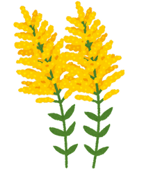 【社会】雑草エキスで化粧品原料　セイタカアワダチソウ、耕作放棄地再生し収穫　長久手　／愛知