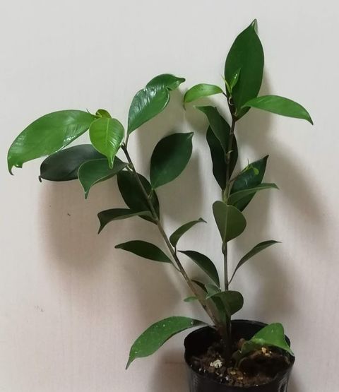 １００均でベンジャミンだと思って買った植物がどう見てもアレな件 グリーンらいふまとめ