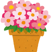 【ラナンキュラスラックス】花をたくさん咲かせるコツを知りたい