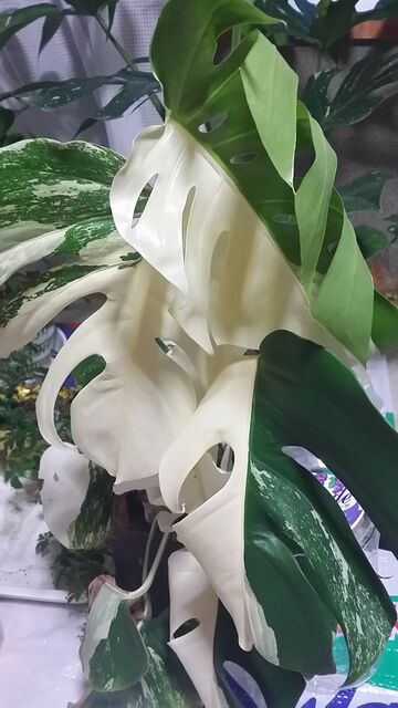 モンステラ 欲しいけどお高いしそもそも売っていない 斑入りモンステラとかいうアート作品 画像有り グリーンらいふまとめ モンステラ 欲しいけどお高いしそもそも売っていない 斑入りモンステラとかいうアート作品 画像有り グリーンらいふまとめ