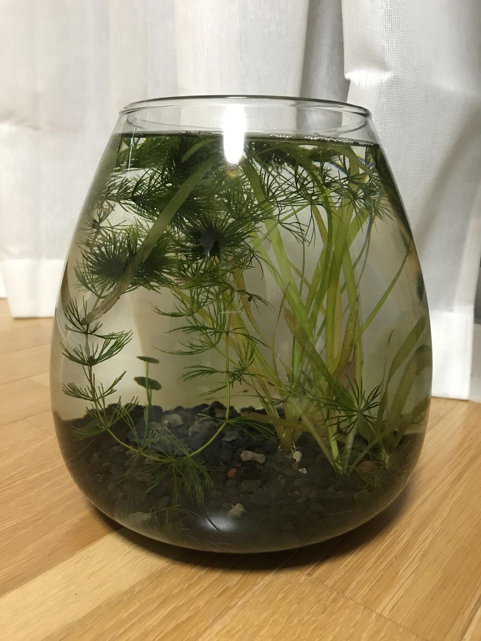 画像有り こういう小さいのもいい 癒しのミニリウム グリーンらいふまとめ 画像有り こういう小さいのもいい 癒しのミニリウム グリーンらいふまとめ
