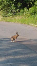 ３野ウサギ見付けた　