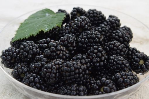 似て非なるもの 鉢植え推奨 ブラックベリー マルベリー グリーンらいふまとめ