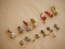 【多肉植物】成功か失敗なのか・・・葉挿しってけっこうむずかしい？