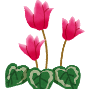 シクラメンって香りあるのか