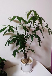 パキラ　大きくなる　２