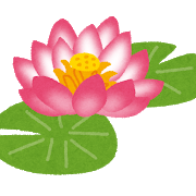 【蓮】バケツやペットボトルで栽培してもちゃんと咲く?