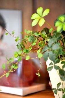 管理に気を使っても元気が無くなるシュガーバイン どうやったらもさもさに出来るのか グリーンらいふまとめ 管理に気を使っても元気が無くなるシュガーバイン どうやったらもさもさに出来るのか グリーンらいふまとめ