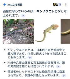 イモリつかまえた　１０