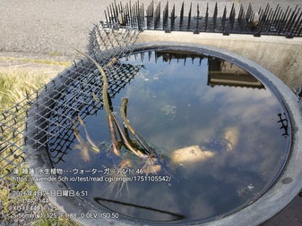 睡蓮鉢　カラス被害　２