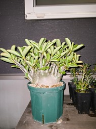 僕が育ててる１万円の観葉植物　１