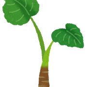 クワズイモは観葉植物扱いなのに里芋はそうはならない不思議 グリーンらいふまとめ クワズイモは観葉植物扱いなのに里芋はそうはならない不思議 グリーンらいふまとめ