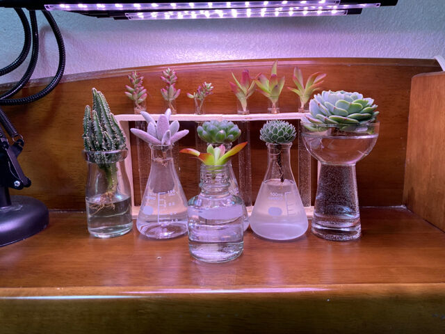 画像有り 多肉植物の水耕栽培に挑戦するで グリーンらいふまとめ
