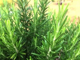 【ローズマリー】日当たりと風通しの良さが大事なんだなぁって