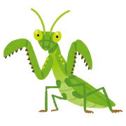 【画像有り】カマキリめっちゃこっち見てくる