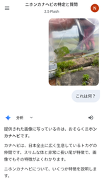 イモリつかまえた　９