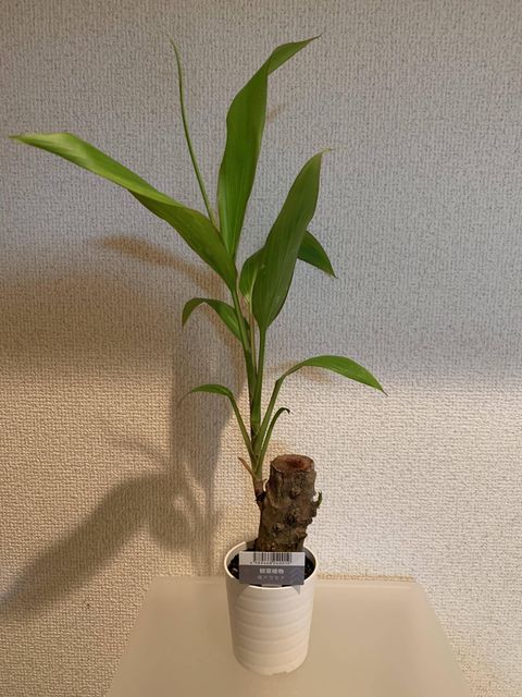 侮れない １００均の観葉植物ってどうなのよ グリーンらいふまとめ