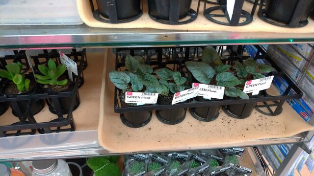100均植物が名無しでも売れちゃう理由 グリーンらいふまとめ 100均植物が名無しでも売れちゃう理由 グリーンらいふまとめ