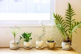【急募】観葉植物に自信ニキ