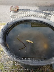 睡蓮鉢　カラス被害　１
