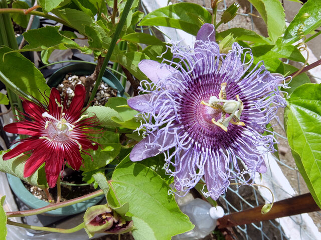ド派手 開花条件はなんだろう トケイソウの花 開花画像多数 グリーンらいふまとめ ド派手 開花条件はなんだろう トケイソウの花 開花画像多数 グリーンらいふまとめ