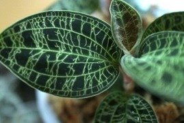 【ジュエルオーキッド】最適な置き場がイマイチ分からない件