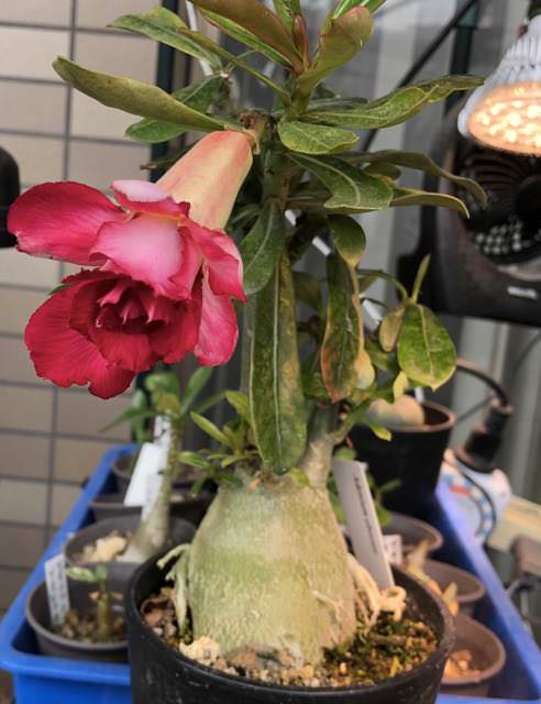 咲かせてみたい 砂漠の薔薇 グリーンらいふまとめ 咲かせてみたい 砂漠の薔薇 グリーンらいふまとめ
