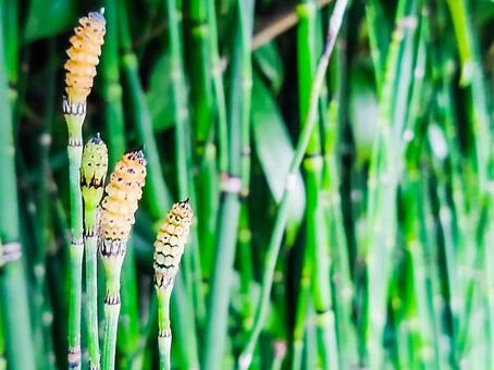 トクサ 庭のアクセントや生垣として植えたいんだけど 気になることがある グリーンらいふまとめ トクサ 庭のアクセントや生垣として植えたいんだけど 気になることがある グリーンらいふまとめ