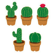 初心者向きのサボテンってどんなサボテン？