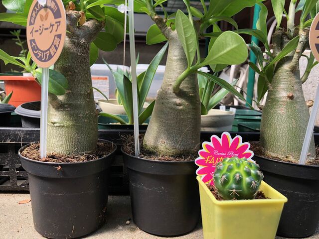 園芸板住民が殺到 コメリからアデニウムが消えた件 ２０１８ グリーンらいふまとめ