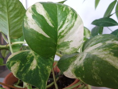 【ポトス】綺麗な状態を維持するのが難しい件！