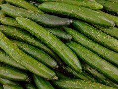 キュウリが氾濫しだした どこにいってもキュウリキュウリ・・・