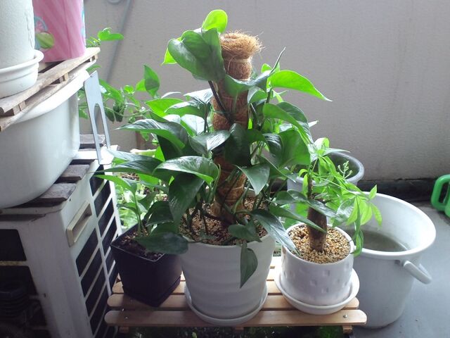 支柱 長いヘゴが売っていないなら自作すればいいじゃない グリーンらいふまとめ