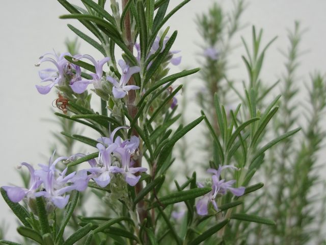 すべての花の画像 新鮮なローズ マリー 品種