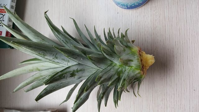 水耕栽培 グリーンらいふまとめ 水耕栽培 グリーンらいふまとめ