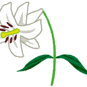 【百合】 「大きな白い花びら、清楚で美しい」ヤマユリの花が見頃…林の中に７万株自生