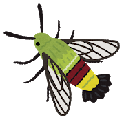 bug_oosukashiba