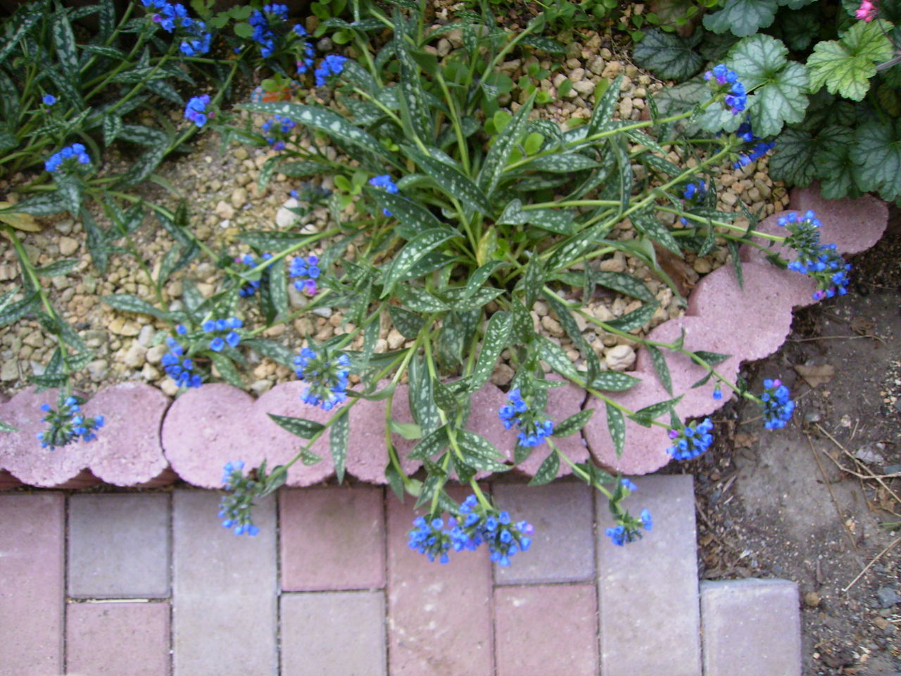 緑だけで魅せる庭 花がない時期が長い宿根草だからこそ葉にこだわりたい カラーリーフ グリーンらいふまとめ