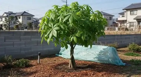 パキラ　大きくなる　３