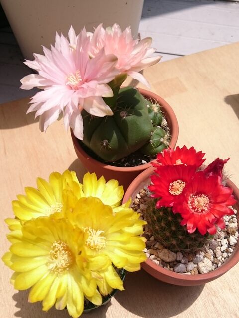 画像有り ダイソーサボが初めて咲いた サボテンの花っていいね グリーンらいふまとめ