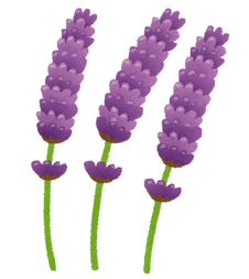 ラベンダーの寿命ってどのぐらいなんだろう？