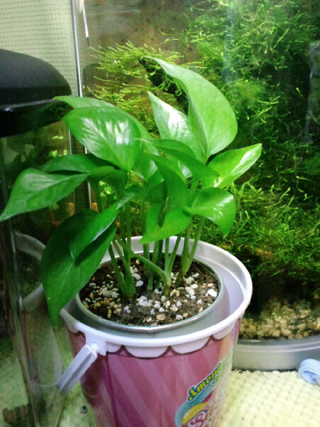 支柱 長いヘゴが売っていないなら自作すればいいじゃない グリーンらいふまとめ