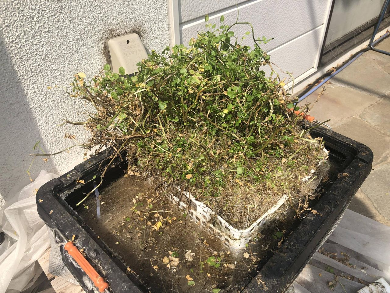 涼しくなったら真似したい とあるクレソン名人の記録 グリーンらいふまとめ