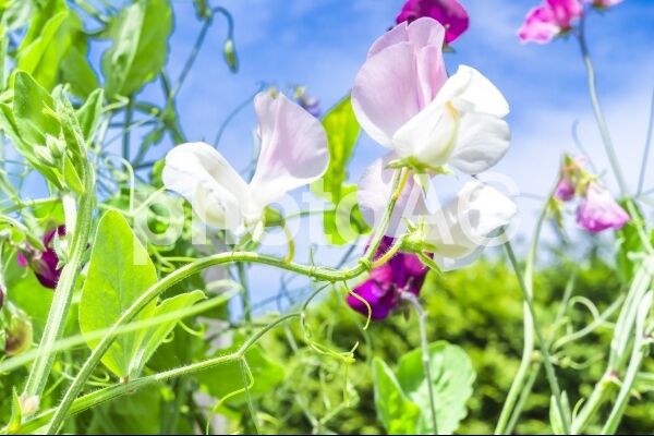 スイートピー ヘタしたら家庭菜園から逃げ出した豆にしか見えない件 グリーンらいふまとめ スイートピー ヘタしたら家庭菜園から逃げ出した豆にしか見えない件 グリーンらいふまとめ