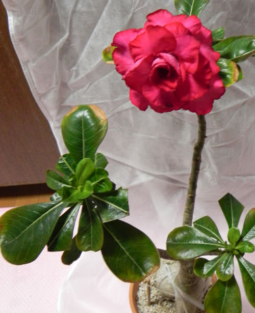 咲かせてみたい 砂漠の薔薇 グリーンらいふまとめ 咲かせてみたい 砂漠の薔薇 グリーンらいふまとめ