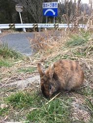 ２野ウサギ見付けた　